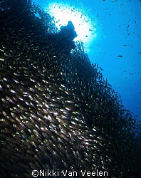 Glassfish and sunburst taken at Campsite 2, Ras Mohamed P... by Nikki Van Veelen 